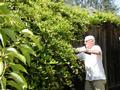 Vic Spicer tackles vines that are growing into the yard of a Palo Alto senior homeowner.