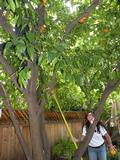 Picking oranges from her tree.