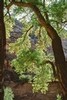Sunlit Tree, Canyon del Muerto, Arizona