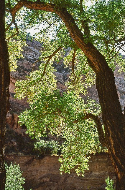 Sunlit Tree, Canyon del Muerto, Arizona