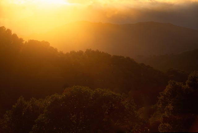 Setting sun sparkles on leaves, Big Sur, California