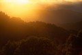 Setting sun sparkles on leaves, Big Sur, California