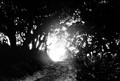 Last light on a Big Sur path (#1, black and white)..., California