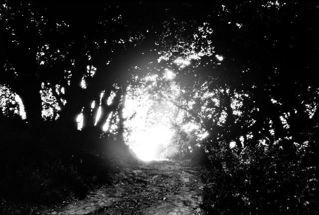 Last light on a Big Sur path (#1, black and white)..., California