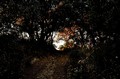 Last light on a Big Sur path (#2, color)..., California