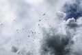 Band-tailed pigeons, Big Sur, California