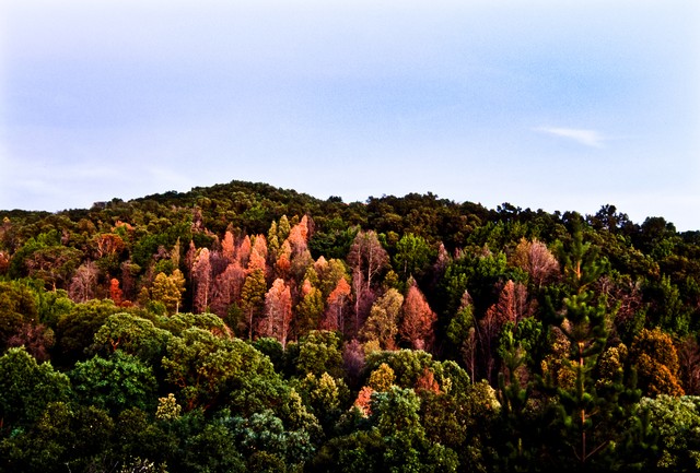 The fall coastal forest, Big Sur, California