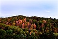The fall coastal forest, Big Sur, California
