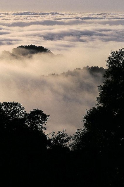 Late afternoon fog... Big Sur, California