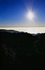Starfish rays shine silver (#2, vertical)... Big Sur, California