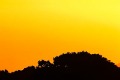 Mike's cabin hides in trees from the setting sun, Big Sur, California