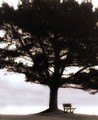 ...Lookout-spot above the Pacific, Big Sur, California