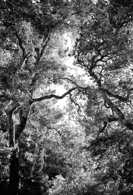 Forest canopy of Coast Live Oak (#1)... Big Sur, California