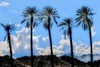 Cumulus clouds and palm trees (#1, color), Chuckwalla Valley, California