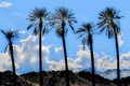 Cumulus clouds and palm trees (#1, color), Chuckwalla Valley, California