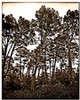 Monterey Pines on Jacks Peak, Monterey, California...