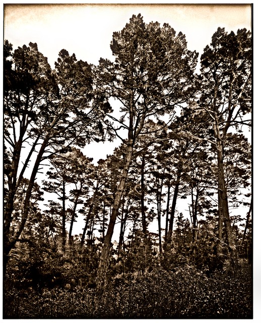 Monterey Pines on Jacks Peak, Monterey, California...