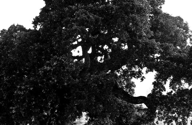 Grand old Blue Oak (#1, black and white), Santa Clara County, California