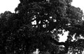 Grand old Blue Oak (#1, black and white), Santa Clara County, California