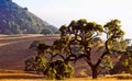 Grand old Blue Oak (#2, color), Santa Clara County, California
