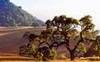 Grand old Blue Oak (#2, color), Santa Clara County, California