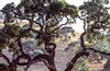 Grand old Blue Oak (#3, color), Santa Clara County, California