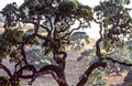 Grand old Blue Oak (#3, color), Santa Clara County, California