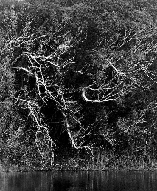 Windswept trees, Lake Merced (#1), San Francisco, California