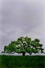Grand old oak (#2, vertical), Sonoma County, California