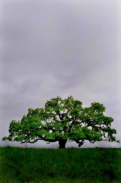 Grand old oak (#2, vertical), Sonoma County, California