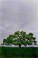 Grand old oak (#2, vertical), Sonoma County, California