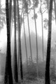 Europe - Germany - Black Forest