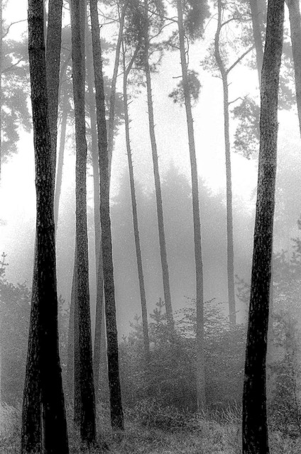 Trees in fog, Black Forest, Germany