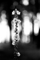 Flowers on stalk, Black Forest, Germany