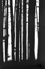 Tree Trunks (#1), Black Forest, Germany
