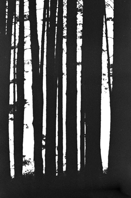 Tree Trunks (#1), Black Forest, Germany