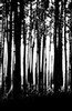 Tree trunks (#2, abstract), Black Forest, Germany