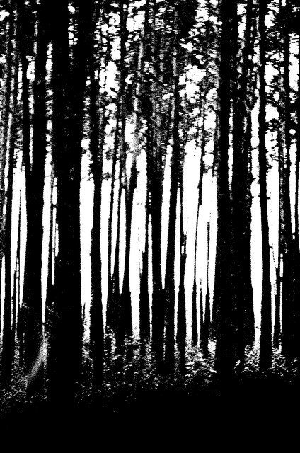 Tree trunks (#2, abstract), Black Forest, Germany