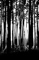 Tree trunks (#2, abstract), Black Forest, Germany