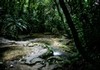 Stream in Dzibilchaltun National Park... Yucatan, Mexico