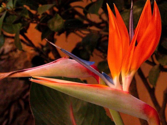 A bright Bird of Paradise in a shady garden, Oaxaca, Mexico
