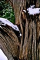 Detail of weathered wood (#1), Arches National Park, Utah