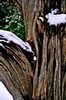 Detail of weathered wood (#1), Arches National Park, Utah