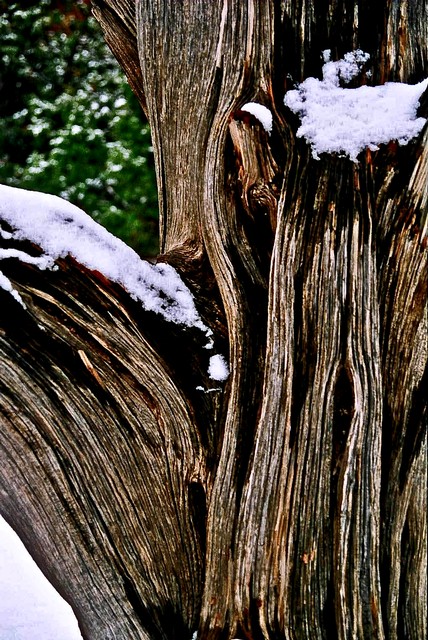 Detail of weathered wood (#1), Arches National Park, Utah