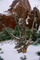 Weathered wood and rock formations (#2), Arches National Park, Utah