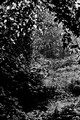 Thicket in the Olympic Rain Forest, Washington