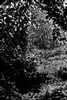 Thicket in the Olympic Rain Forest, Washington