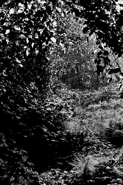 Thicket in the Olympic Rain Forest, Washington