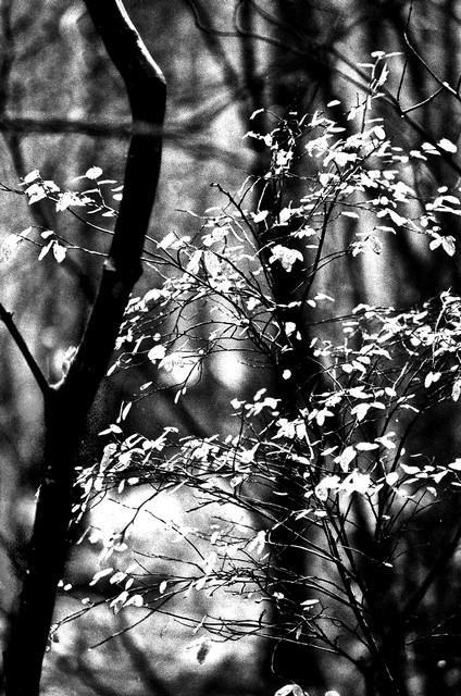 Light on leaves, Olympic Rainforest, Washington