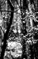 Light on leaves, Olympic Rainforest, Washington